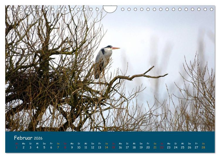 Produktbild: Naturschutzgebiet W&uuml;mme (Wandkalender 2026 DIN A4 quer), CALVENDO Monatskalender