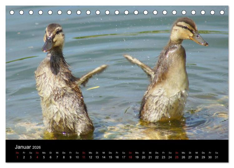 Produktbild: Duck Power (Tischkalender 2026 DIN A5 quer), CALVENDO Monatskalender