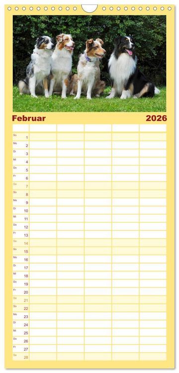 Produktbild: Familienplaner 2026 - Bekannt wie ein bunter Hund. Australian Shepherd mit 5 Spalten (Wandkalender, 21 x 45 cm) CALVENDO