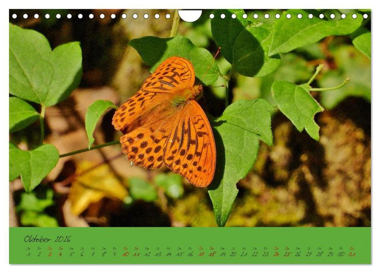 Produktbild: Wilde Toskana - von Ren&eacute; Schaack (Wandkalender 2026 DIN A4 quer), CALVENDO Monatskalender