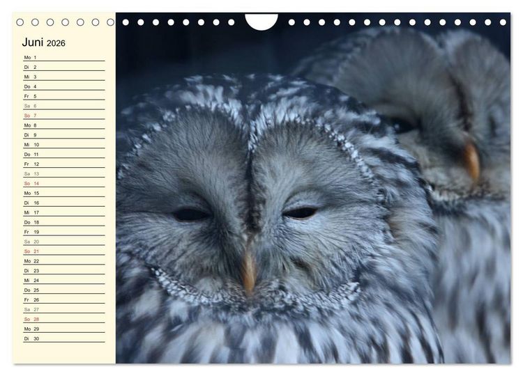 Produktbild: Greifv&ouml;gel (Wandkalender 2026 DIN A4 quer), CALVENDO Monatskalender