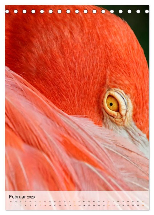 Produktbild: Flamingos - Eleganz und Sch&ouml;nheit (Tischkalender 2026 DIN A5 hoch), CALVENDO Monatskalender