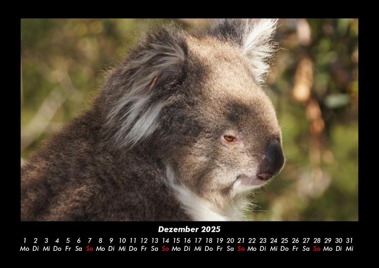Produktbild: Koala 2025 Fotokalender DIN A3