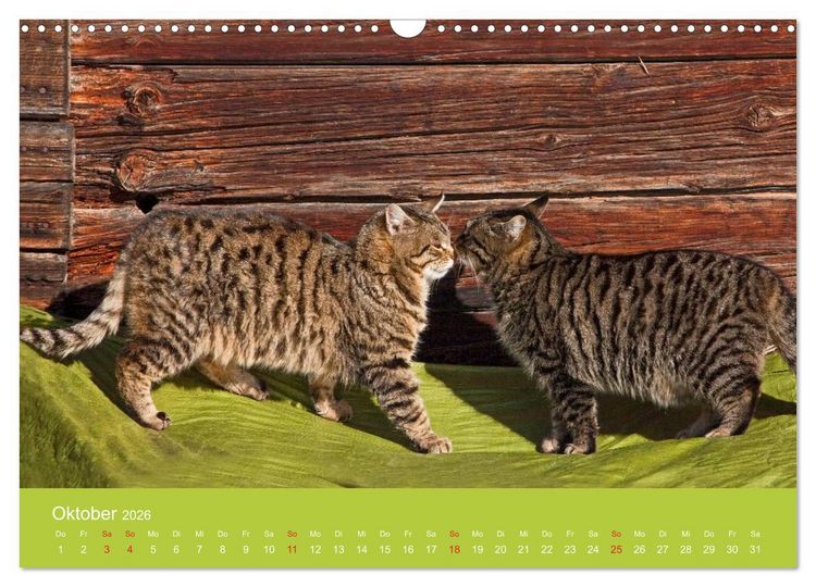 Produktbild: Wir sind die Stars am Bauernhof (Wandkalender 2026 DIN A3 quer), CALVENDO Monatskalender