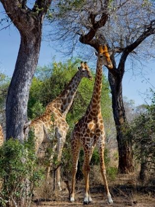 Produktbild: CALVENDO Puzzle Giraffen im Kr&uuml;ger NP | 1000 Teile Lege-Gr&ouml;&szlig;e 64x48cm Foto-Puzzle f&uuml;r gl&uuml;ckliche Stunden