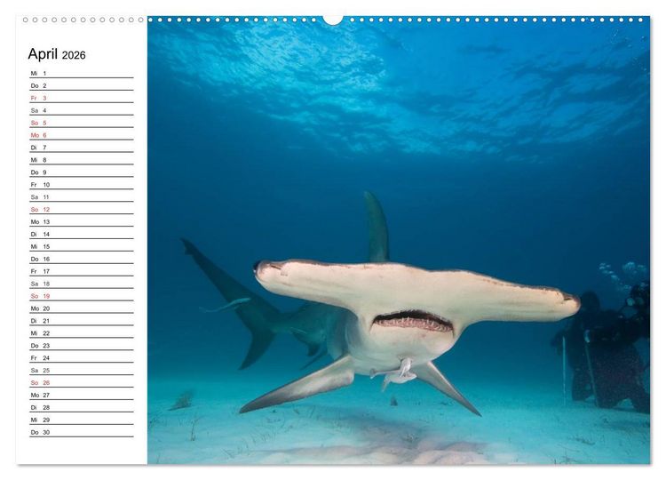 Produktbild: Faszination Tauchen. Neptuns Reich (hochwertiger Premium Wandkalender 2026 DIN A2 quer), Kunstdruck in Hochglanz
