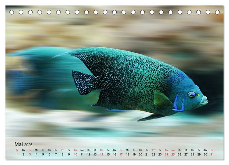 Produktbild: Knallbunte Wasserwelt. Die Welt der Fische (Tischkalender 2026 DIN A5 quer), CALVENDO Monatskalender