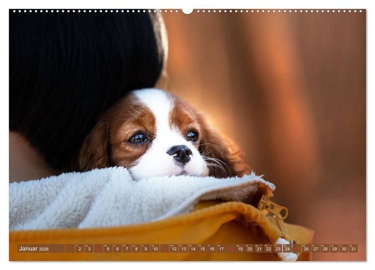 Produktbild: Der Welpenkalender - Cavalier King Charles Spaniel (hochwertiger Premium Wandkalender 2026 DIN A2 quer), Kunstdruck in Hochglanz