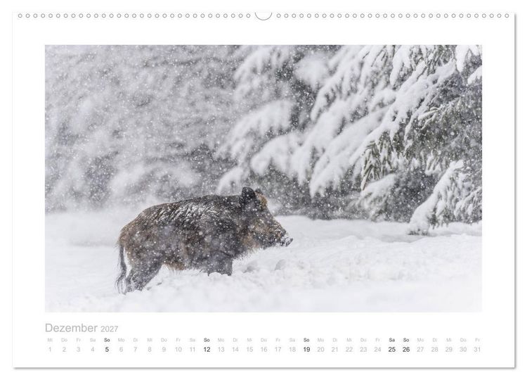 Produktbild: Wildschweine &ndash; Wildlife Fotografien (Wandkalender 2027 DIN A2 quer), CALVENDO Monatskalender