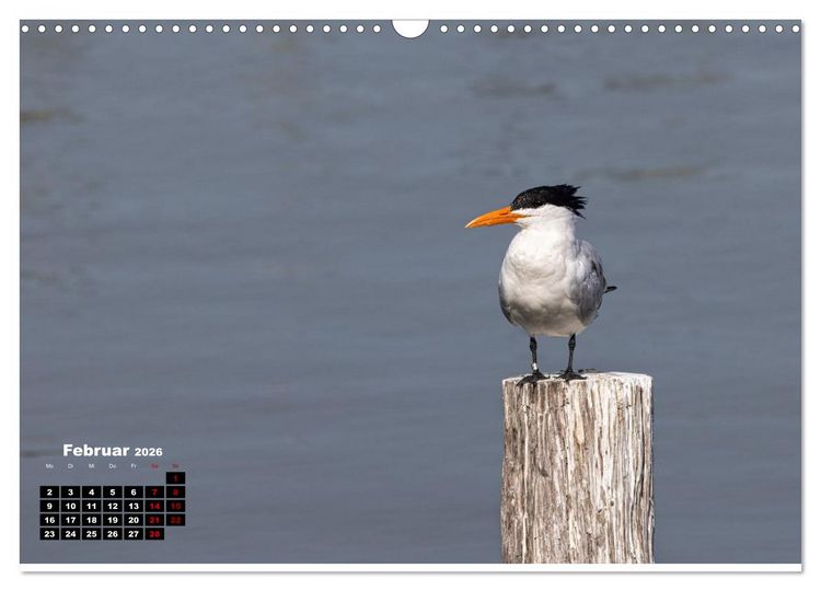 Produktbild: Floridas wunderbare Vogelwelt (Wandkalender 2026 DIN A3 quer), CALVENDO Monatskalender