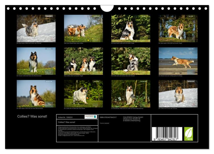 Produktbild: Collies? Was sonst! (Wandkalender 2026 DIN A4 quer), CALVENDO Monatskalender