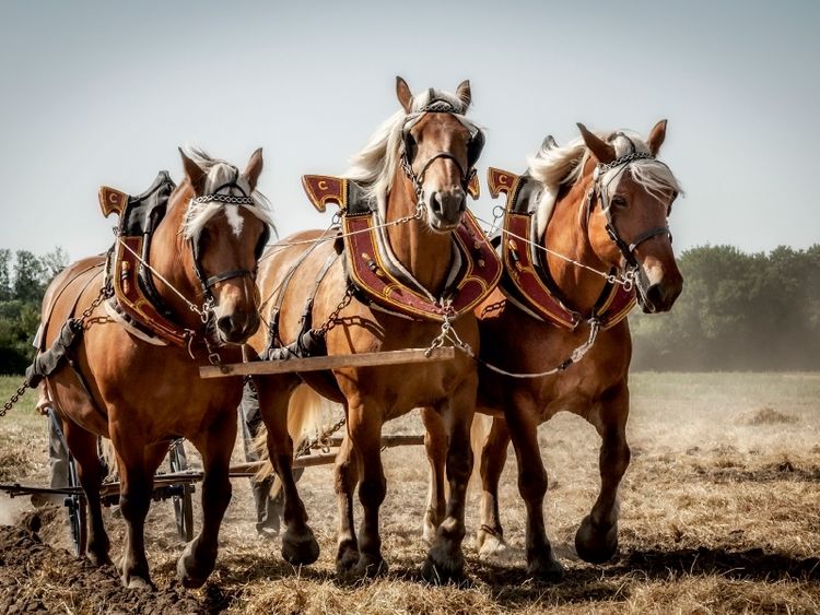 Produktbild: CALVENDO Puzzle Ein Motiv aus dem Kalender Landwirtschaft - Bilder von einst | 1000 Teile Lege-Gr&ouml;&szlig;e 64x48cm Foto-Puzzle f&uuml;r gl&uuml;ckliche Stunden