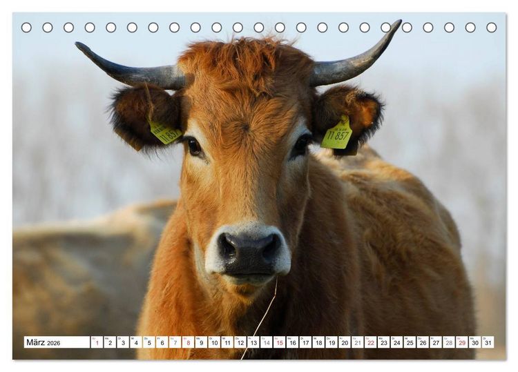 Produktbild: Ein Herz f&uuml;r Rinder (Tischkalender 2026 DIN A5 quer), CALVENDO Monatskalender