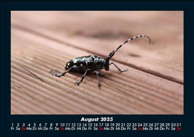 Produktbild: Waldbewohner 2025 Fotokalender DIN A5