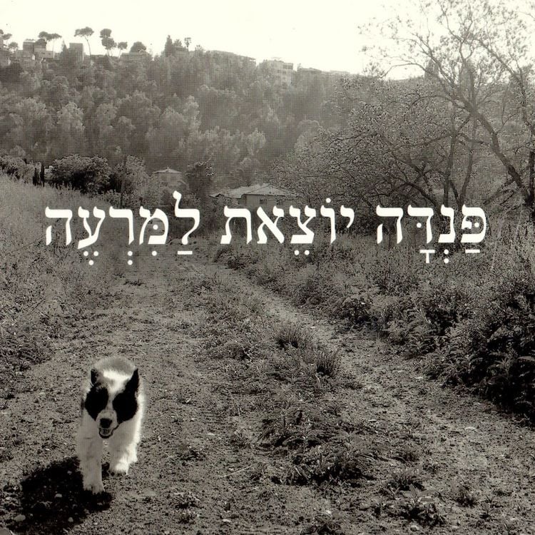 Produktbild: פנדה יוצאת למרעה