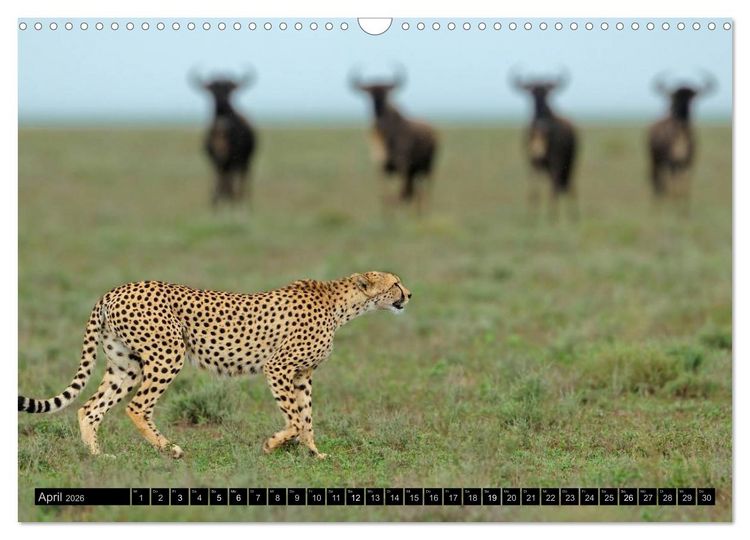 Produktbild: Magie des Augenblicks: Geparde - verschmuste Raubkatzen (Wandkalender 2026 DIN A3 quer), CALVENDO Monatskalender