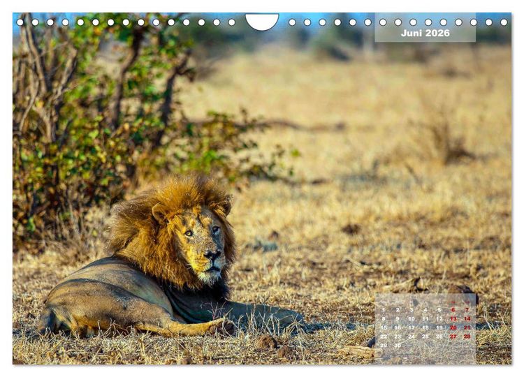 Produktbild: Faszinierende Tierwelt des Kruger National Parks (Wandkalender 2026 DIN A4 quer), CALVENDO Monatskalender