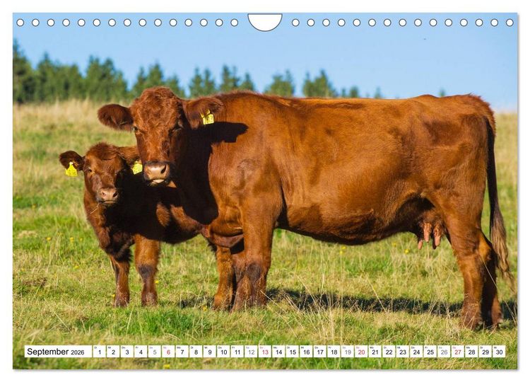 Produktbild: Ein Herz f&uuml;r Rinder (Wandkalender 2026 DIN A4 quer), CALVENDO Monatskalender