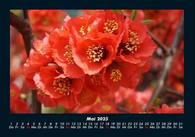 Produktbild: Blumenzauber 2025 Fotokalender DIN A4
