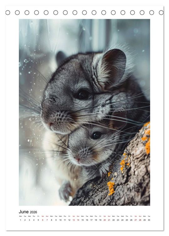 Produktbild: Chinchilla Parade (Desk Calendar 2026 DIN A5 portrait), CALVENDO 12 Month DeskCalendar