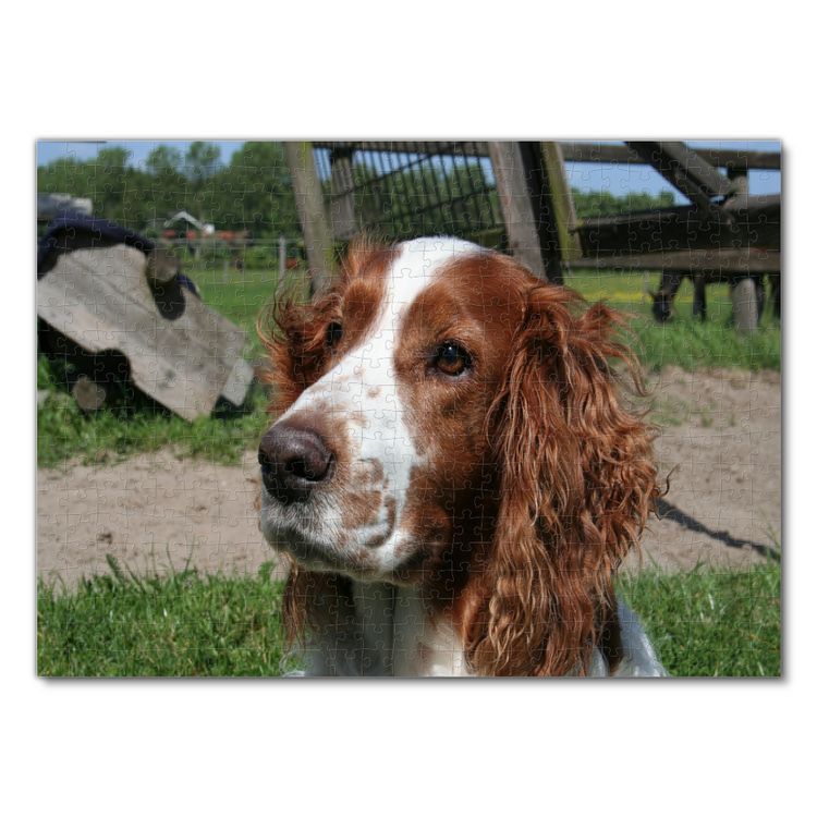 Produktbild: Lais Puzzle Welsh Spaniel 500 Teile