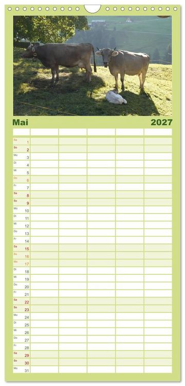 Produktbild: Familienplaner 2027 - K&uuml;he mit H&ouml;rnern mit 5 Spalten (Wandkalender, 21 x 45 cm) CALVENDO