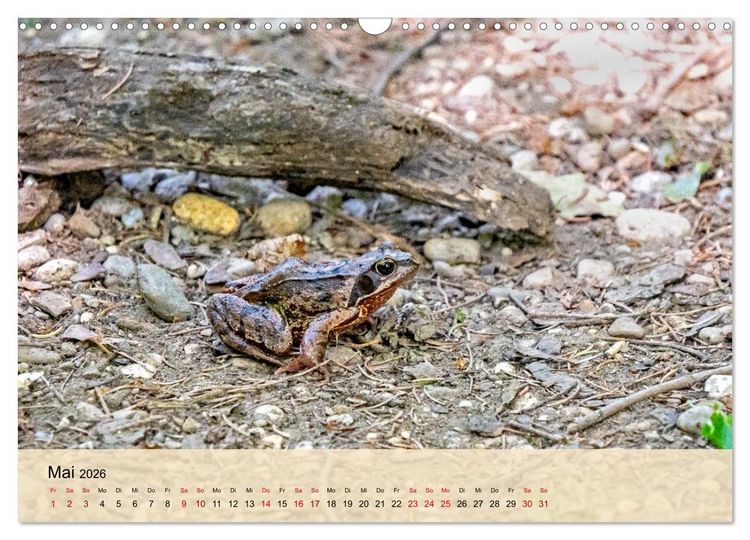 Produktbild: Wildes Stadtleben in M&uuml;nchen (Wandkalender 2026 DIN A3 quer), CALVENDO Monatskalender
