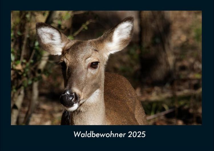 Produktbild: Waldbewohner 2025 Fotokalender DIN A4