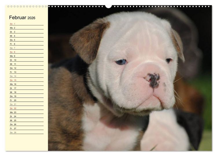 Produktbild: Bulldoggen-Moppelchen (Wandkalender 2026 DIN A2 quer), CALVENDO Monatskalender