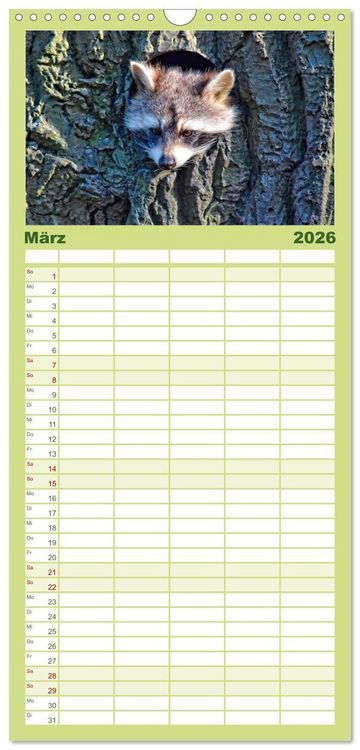 Produktbild: Familienplaner 2026 - Waschb&auml;r - Niedlicher Allesfresser mit 5 Spalten (Wandkalender, 21 x 45 cm) CALVENDO