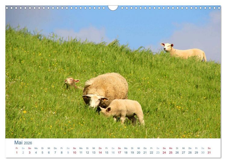 Produktbild: Schafe am Deich 2026. Tierische Impressionen von der Nordseek&uuml;ste (Wandkalender 2026 DIN A3 quer), CALVENDO Monatskalender