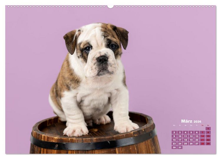 Produktbild: Old English Bulldog Welpen (hochwertiger Premium Wandkalender 2026 DIN A2 quer), Kunstdruck in Hochglanz