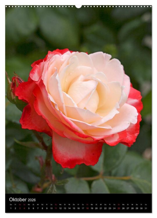 Produktbild: Zauberhafte Rosen (hochwertiger Premium Wandkalender 2026 DIN A2 hoch), Kunstdruck in Hochglanz