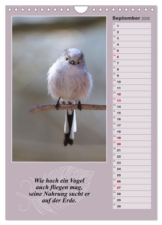 Produktbild: Schwanzmeisen, die niedlichen kleinen Pfannenstielchen (Wandkalender 2026 DIN A4 hoch), CALVENDO Monatskalender