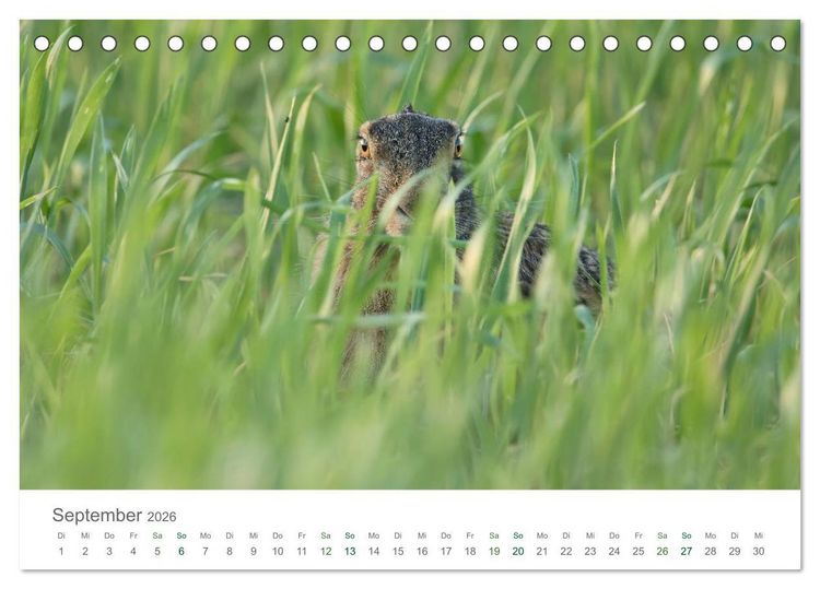 Produktbild: Feldhasen - dem Langohr auf der Spur (Tischkalender 2026 DIN A5 quer), CALVENDO Monatskalender
