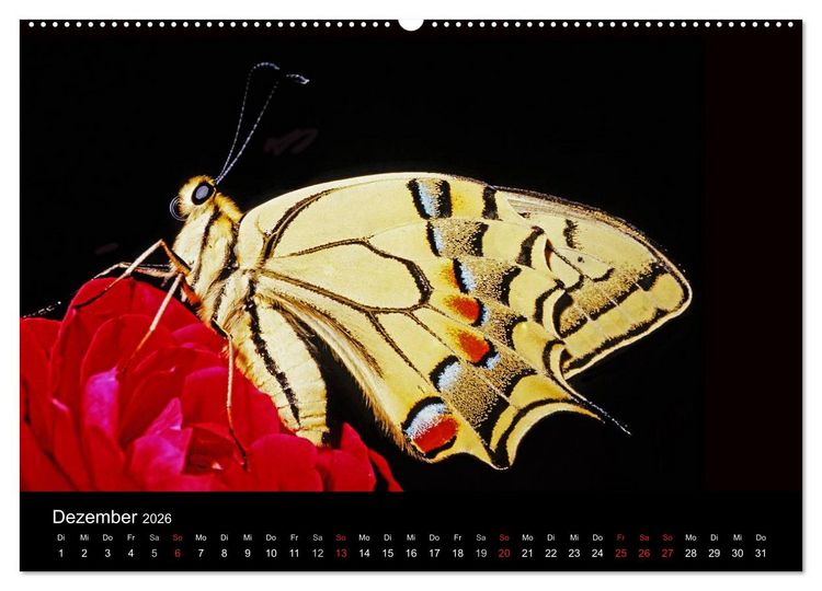 Produktbild: Schmetterlinge (Wandkalender 2026 DIN A2 quer), CALVENDO Monatskalender