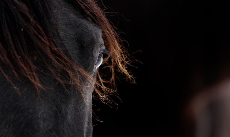 Produktbild: Trakehner Gest&uuml;t Murtal