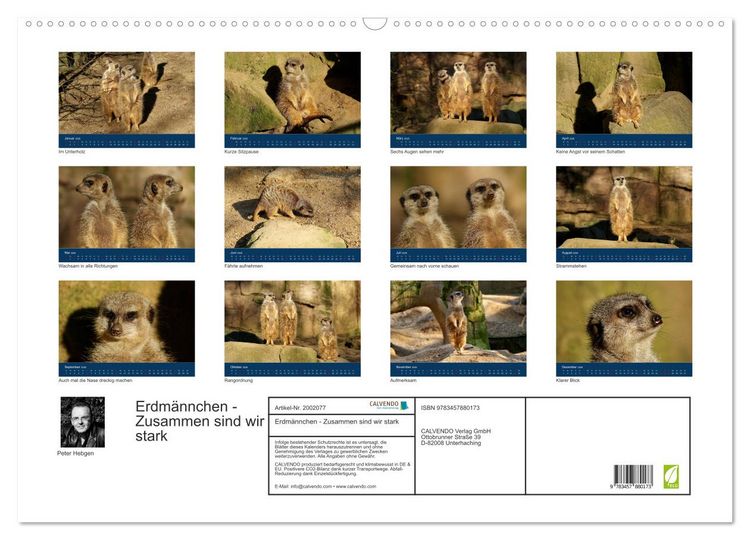 Produktbild: Erdm&auml;nnchen - Zusammen sind wir stark (Wandkalender 2026 DIN A2 quer), CALVENDO Monatskalender