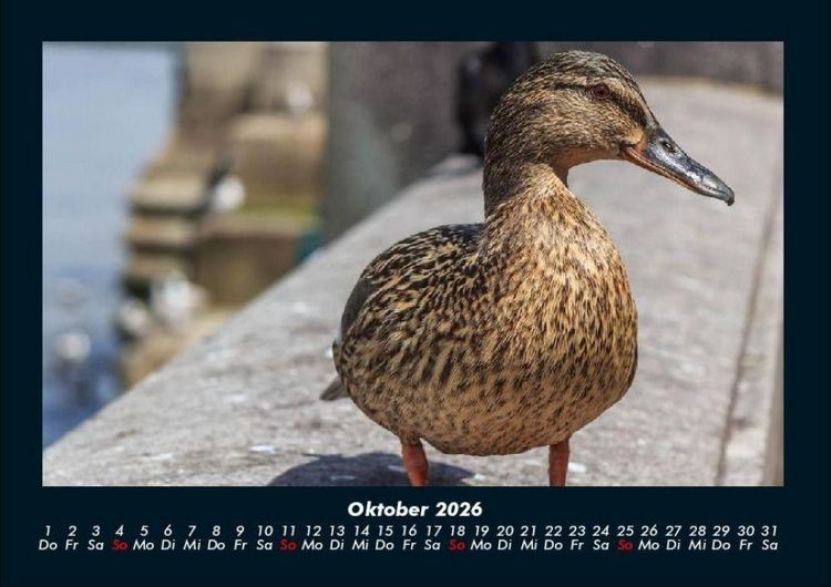 Produktbild: Enten 2026 Fotokalender DIN A4