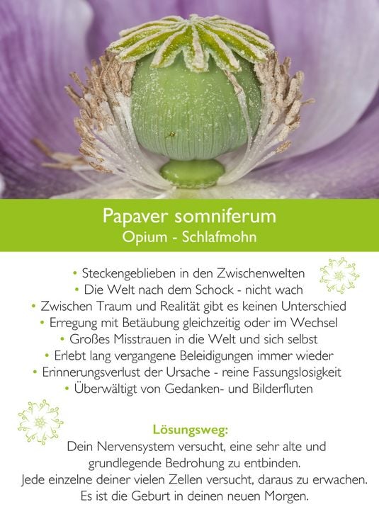 Produktbild: Ahnenmedizin und Seelenhom&ouml;opathie - Kartenset Mikrokosmos