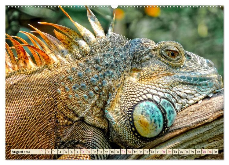 Produktbild: Wundersch&ouml;ner Leguan (Wandkalender 2026 DIN A2 quer), CALVENDO Monatskalender