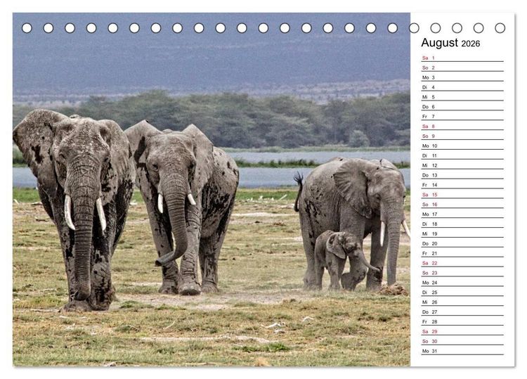 Produktbild: Elefanten . Wildlife in Kenia (Tischkalender 2026 DIN A5 quer), CALVENDO Monatskalender