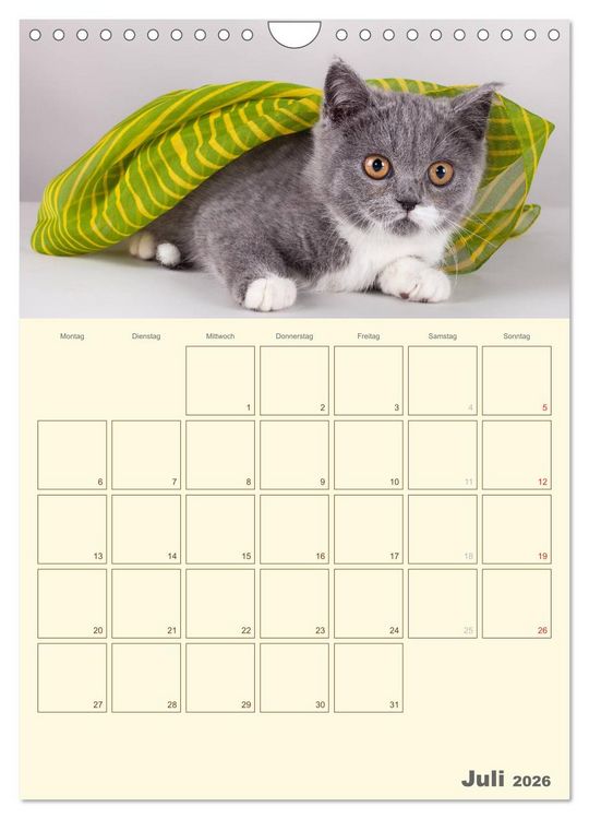 Produktbild: Britisch Kurzhaar Katzen - Planer (Wandkalender 2026 DIN A4 hoch), CALVENDO Monatskalender