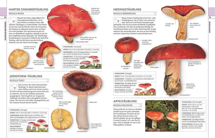 Produktbild: Pilze