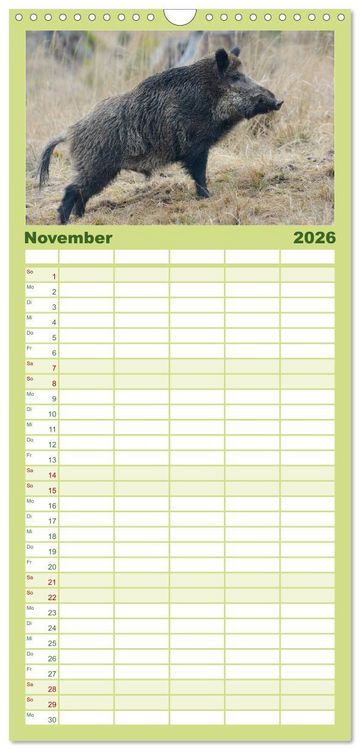 Produktbild: Familienplaner 2026 - Wildschweine &ndash; Wildlife Fotografien mit 5 Spalten (Wandkalender, 21 x 45 cm) CALVENDO