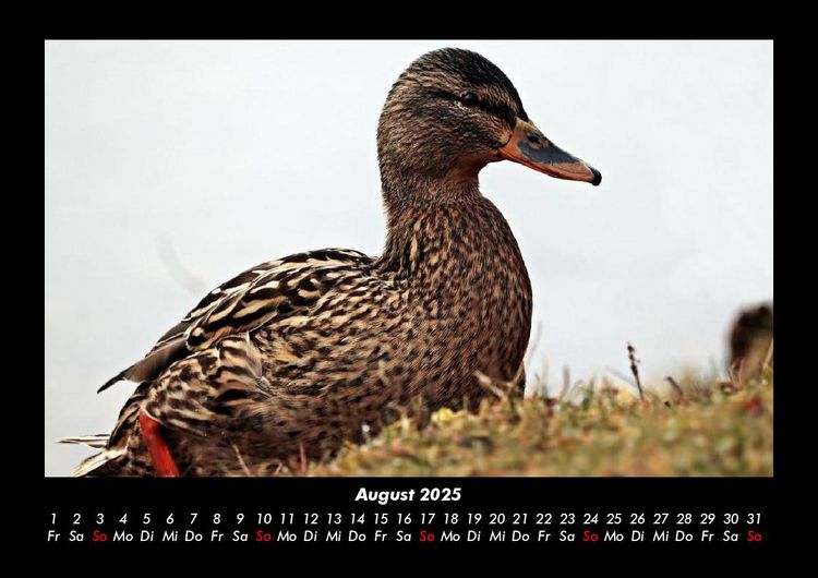 Produktbild: Enten 2025 Fotokalender DIN A3