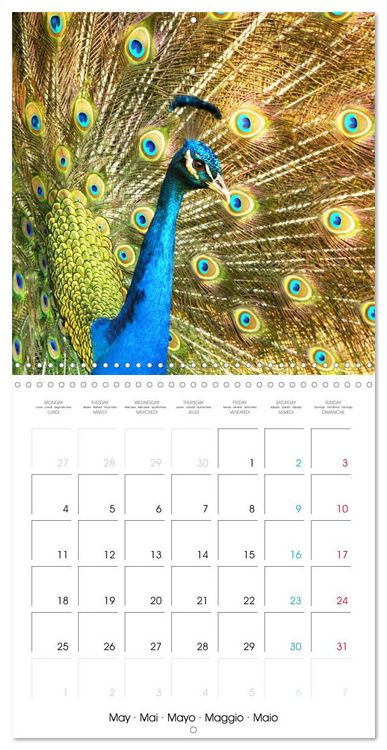 Produktbild: Au gr&eacute; des plumes (Calendrier mural carr&eacute; 2026 30x30 cm) Calendrier double avec une page pour vos prises de notes