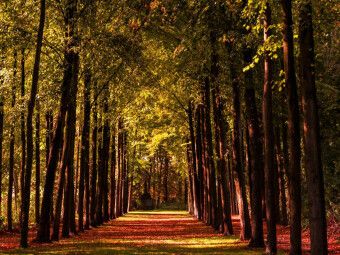 Produktbild: CALVENDO Puzzle Allee im Schlossgarten | 1000 Teile Lege-Gr&ouml;&szlig;e 64x48cm Foto-Puzzle f&uuml;r gl&uuml;ckliche Stunden