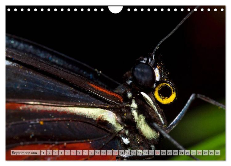 Produktbild: Schmetterlinge - zarte Gesch&ouml;pfe der Natur (Wandkalender 2026 DIN A4 quer), CALVENDO Monatskalender