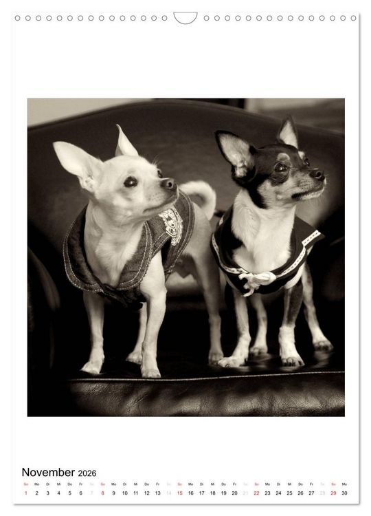 Produktbild: CHIHUAHUA CHIC Photos Marion Koell (Wandkalender 2026 DIN A3 hoch), CALVENDO Monatskalender